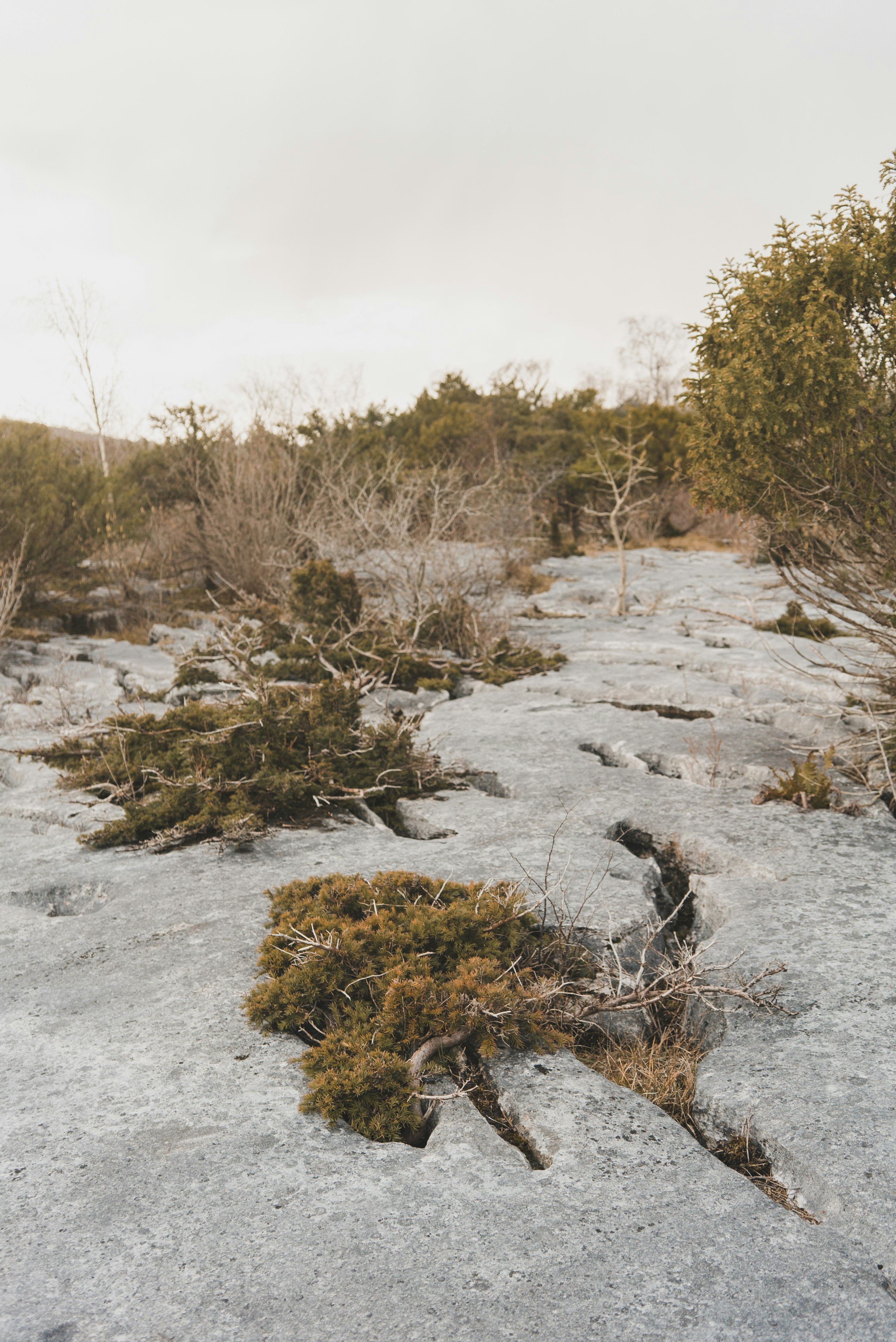 green and brown grass on snow covered ground